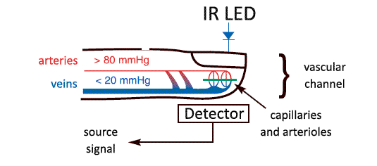 Schematic representation of an optical sensor mounted on the terminal phalanx of the finger